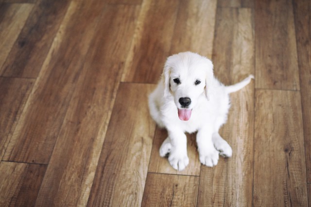 5 Tips to Teach Kids to Play Safely with Dogs